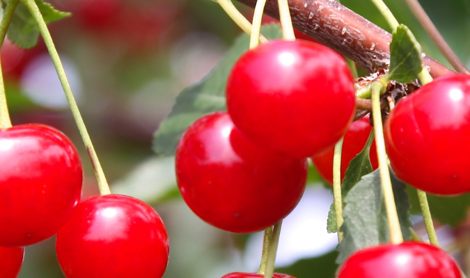 ΚΕΡΑΣΙΑ ΜΙΑ ΓΕΥΣΤΙΚΗ ΥΠΕΡΤΡΟΦΗ